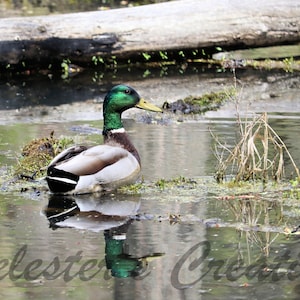Mallard Duck Photography: Pond Bird (Digital Download)