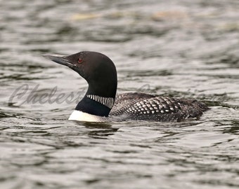 May include: A black and white loon with red eyes swims in a body of water. The loon's head is turned to the side, and its beak is open.