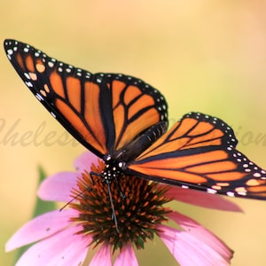 Monarch Butterfly II Digital Download, Butterfly Photography, Nature Photography, Butterfly Wall Art, Digital Image, Monarch on Coneflower