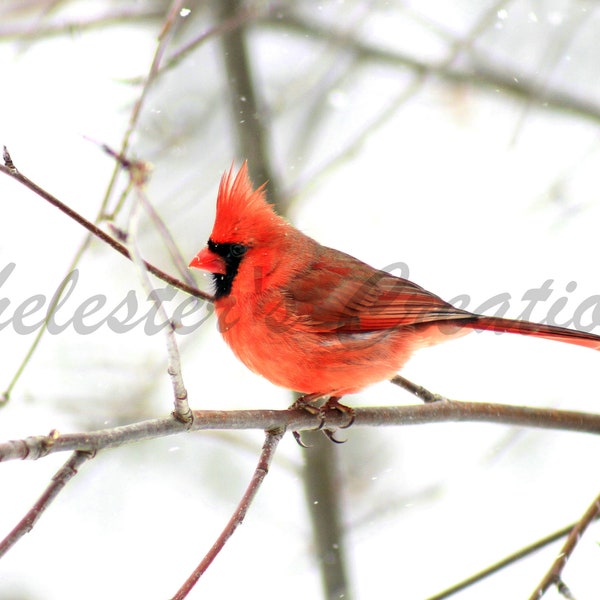 Winter Cardinal Digital Download, Bird Photography, Nature Photography, Bird Wall Art, Digital Image, Cardinal Wall Art, Cardinal Photo