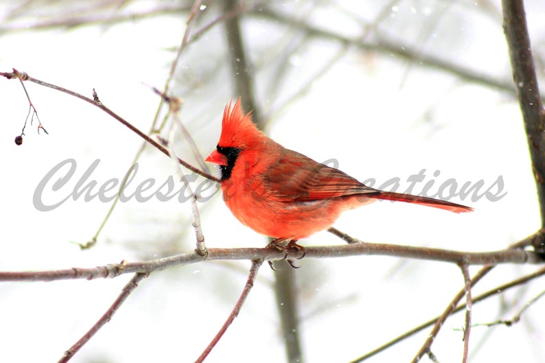 Winter Cardinal Digital Download, Bird Photography, Nature Photography, Bird Wall Art, Digital Image, Cardinal Wall Art, Cardinal Photo image 1