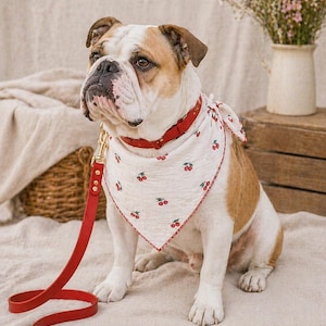 May include: A seated English bulldog wearing a red collar and a white bandana with a cherry pattern. A matching red leather leash is attached to the collar. The dog has brown and white fur.