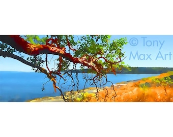Arbutus – Sun Reacher – arbutuskunst, arbutusschilderijen, arbutusbomenkunst, madronakunst, madronaschilderijen, arbutuswanddecor, kunst aan de kust van BC