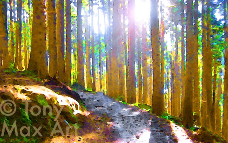 Mountain Forest Trail British Columbia Bc Coast West Vancouver Bc Parks Sunlit Forest Forest Trails Hiking Trails Nature Trails Mountain Forest Trail British Columbia Bc Coast West Vancouver Bc Parks Sunlit Forest Forest Trails Hiking Trails Nature Trails