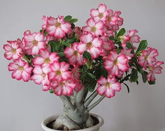 Planta Rosa del Desierto Adenium Obesum
