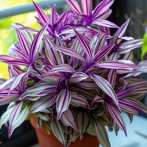 Puede incluir: Primer plano de una planta Tradescantia zebrina, también conocida como 'judía errante', en una maceta de terracota. Las hojas presentan llamativas rayas púrpuras y plateadas. El fondo borroso muestra una ventana y vegetación.