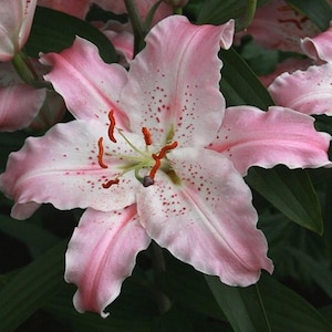 Pink Roselily Double Oriental Lily Bulbs
