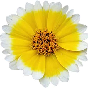 Tidy Tips Seeds – California Native Wildflower Easy Grow