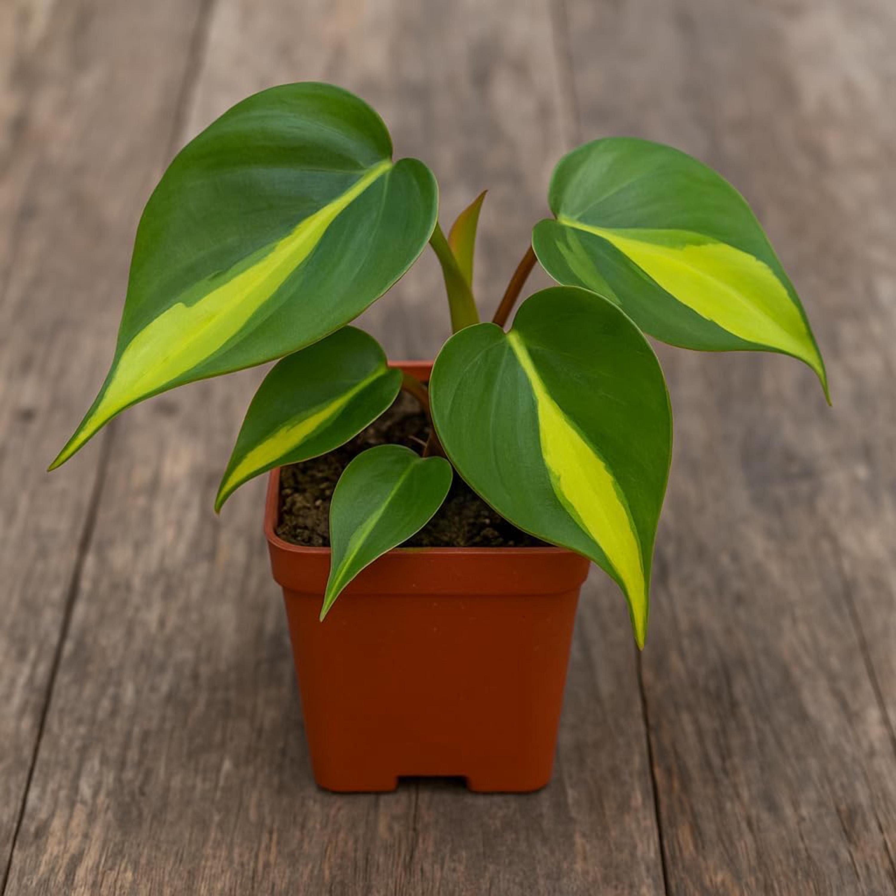 Variegated philodendron brasil - Etsy sterreich
