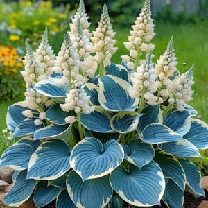 Glacier Hosta Root Blue Shade Perennial