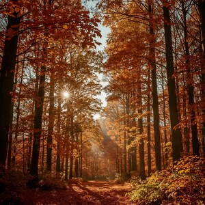 Può includere: Una fitta foresta in autunno con alberi alti dal fogliame arancione e dorato vibrante. La luce del sole filtra attraverso la chioma, creando un effetto a stella e proiettando raggi di luce soffusa sul terreno coperto di foglie cadute.