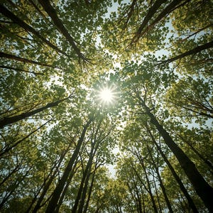 May include: A low-angle view of tall trees with green leaves reaching towards the sky. The sun shines brightly, creating a starburst effect. The tree trunks are brown, and the leaves are a vibrant green.