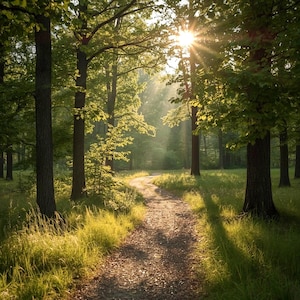 May include: A dirt path winds through a forest with tall trees and green grass. Sunlight filters through the canopy, creating bright rays and long shadows across the ground. The scene captures a natural woodland setting during the daytime.