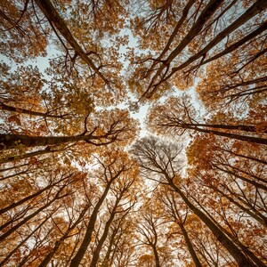 May include: A low-angle view looking up into a dense forest canopy during autumn. The tall, dark tree trunks reach toward a pale sky, surrounded by a thick layer of vibrant orange and golden-brown leaves that fill the frame from every side.