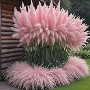 Könnte beinhalten: Eine lebendige Darstellung von rosa Pampasgras. Die federartigen Federn sind ein zartes Rosa, das mit den grünen Stängeln und dem umliegenden grünen Gras kontrastiert. Das Pampasgras ist in einem Gartenbeet neben einer Holzstruktur gepflanzt.