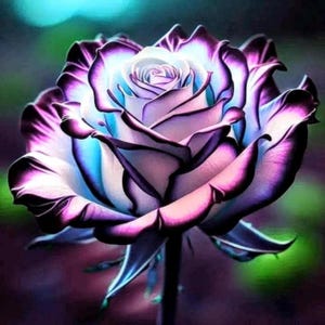 May include: A close-up of a vibrant rose with petals in shades of white, purple, and blue. The flower's center is a soft white, transitioning to light blue and then deep purple at the edges, creating a striking contrast. The rose is in full bloom.