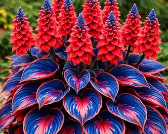 Hosta roja y azul (planta viva) – Mezcla de plantas perennes para sombra (rara)