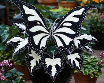 Plantas vivas de coleo mariposa blanco y negro de variedad antigua – Follaje ornamental raro