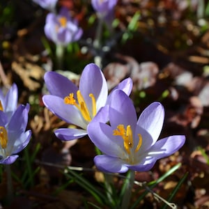 Munterer lila Krokus Digitaler Fotoabzug: Sommer Blumen Naturfotografie (Digital Download)