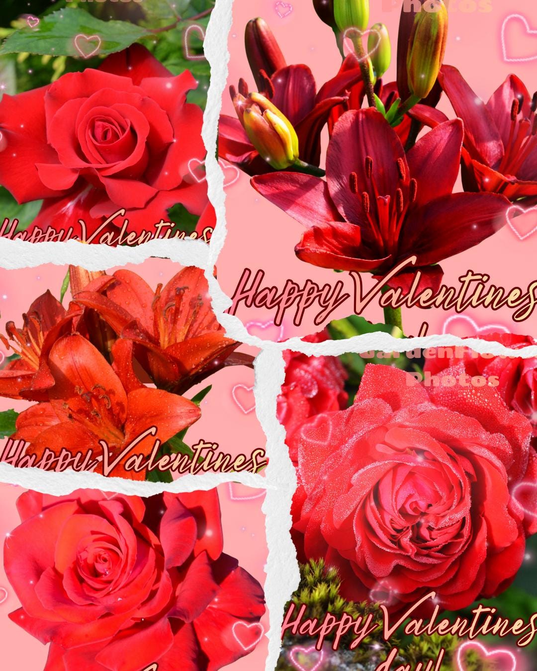 5 Digital Valentines Day Cards of Red Roses and Lilies Photo Print ...