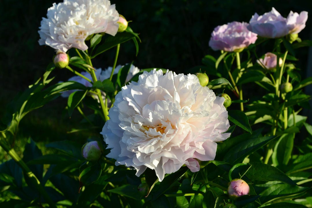 White Peony in a Green Sunny Background Digital Photo Print: Flower ...