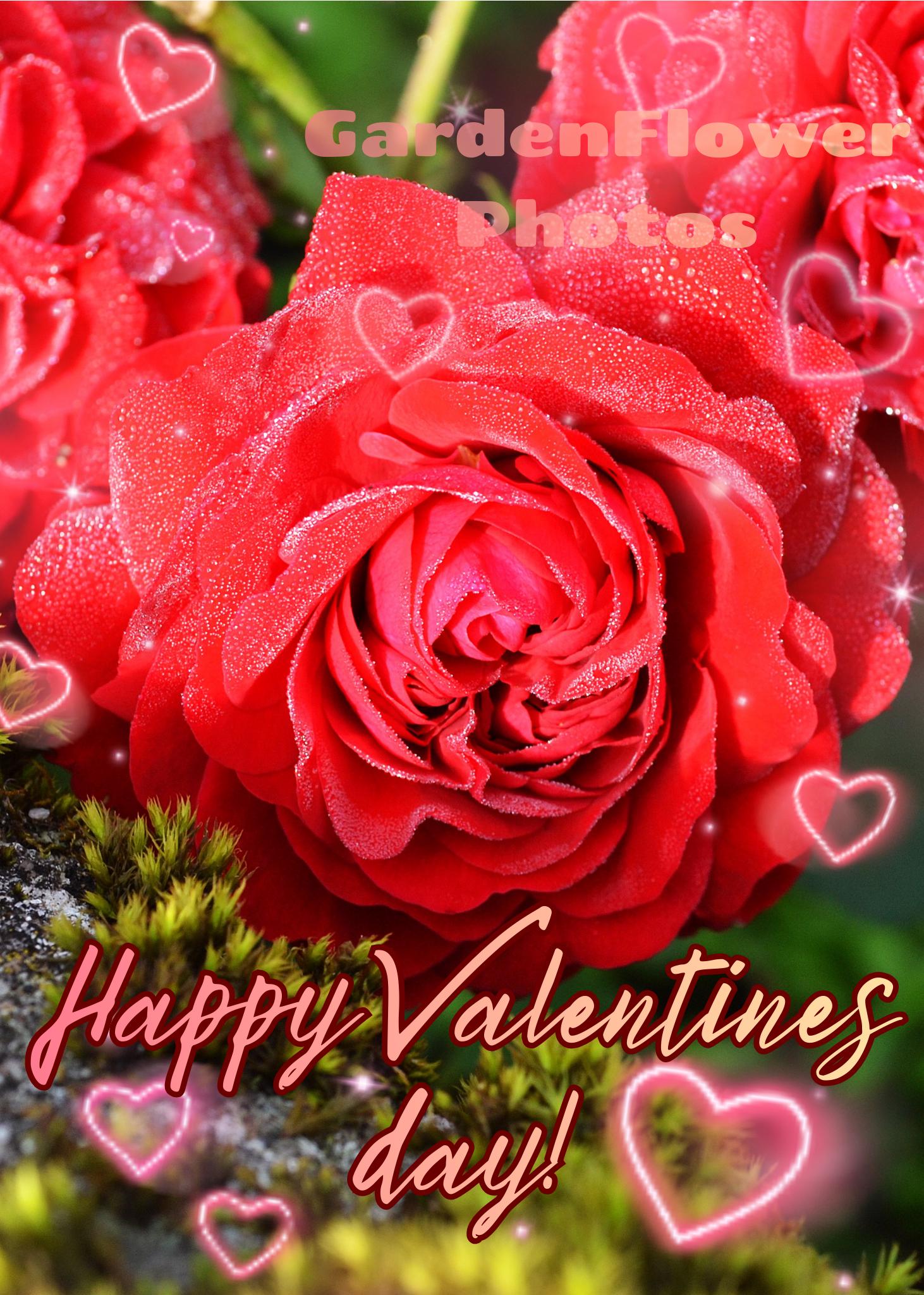5 Digital Valentines Day Cards of Red Roses and Lilies Photo Print ...