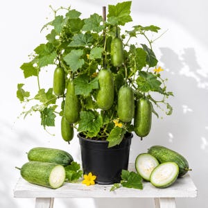 May include: A potted cucumber plant with multiple hanging green cucumbers and broad leaves. Several whole and sliced cucumbers are arranged on the surface below the black plastic pot, revealing a pale interior with visible seeds and light green flesh.