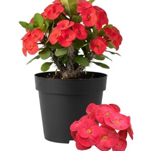 May include: A potted crown of thorns plant with vibrant red flowers and green leaves. The plant is in a black plastic pot. A small cluster of the same red flowers is at the bottom right of the image. The plant has thorny stems.