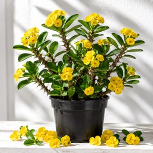 May include: A potted Euphorbia milii plant, also known as a crown of thorns, featuring clusters of small, vibrant yellow flowers and green leaves on thorny, woody stems. The plant is housed in a simple black plastic container.