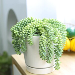 May include: A vibrant green Burro's Tail succulent plant cascading from a white ceramic pot. The plant's fleshy, bead-like leaves hang down, creating a trailing effect. The pot sits on a light-colored wooden surface, with a blurred background.