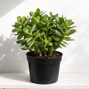 May include: A lush jade plant with thick, glossy, oval-shaped green leaves growing on sturdy, woody stems. The succulent is potted in a simple, solid black plastic container filled with dark potting soil, showcasing a dense and rounded foliage structure.