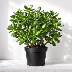 May include: A jade plant with thick, glossy, oval-shaped green leaves growing on multiple woody stems. The succulent is potted in a simple, matte black plastic container with a circular rim and a slightly tapered base, showing dark soil.