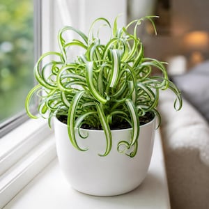 May include: A curly spider plant with long, thin, arching green leaves featuring white longitudinal stripes. The plant is potted in a smooth, solid white ceramic container with a rounded base, displaying dense foliage that curls at the tips.