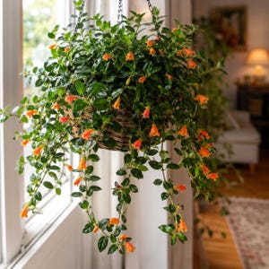 May include: A hanging basket made of woven brown wicker containing a lush green plant with small, glossy, oval-shaped leaves and numerous vibrant orange, trumpet-shaped flowers that cascade downwards from the container near a window.