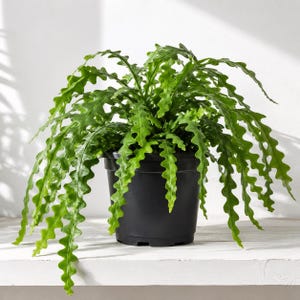 May include: A lush green fern with long, slender, wavy-edged fronds cascading outward from a simple black plastic pot. The plant features vibrant, deeply serrated leaves that arch gracefully, creating a dense and textured foliage display.