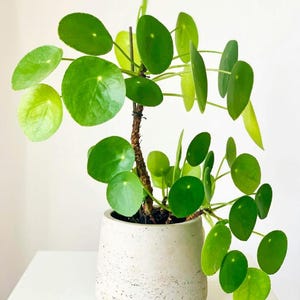 Houseplants With Round Leaves - Etsy