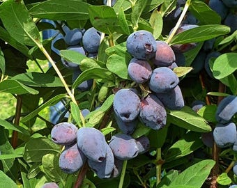 Live Honeyberry Bush - Bare Root Fruit Bearing Plant