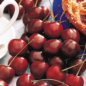 May include: A close-up of a pile of fresh, ripe cherries with green stems. The cherries are a deep red color and appear juicy. A white teacup and a pastry are in the background. The image is well-lit, highlighting the cherries' texture and color.
