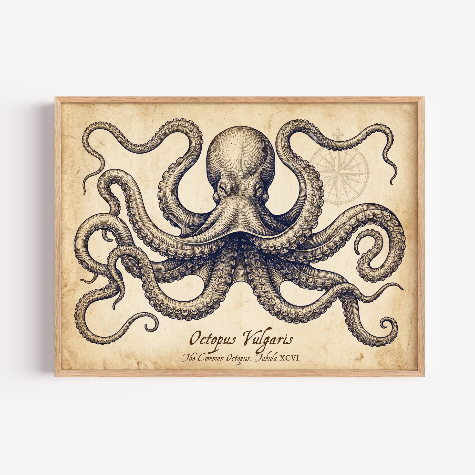 Tonal Octopus Antique Octopus Nautical Chart Wall Art, Vintage Marine Biology ...
