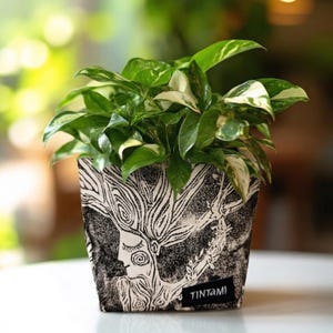 Può includere: Vaso quadrato bianco e nero con una grafica del volto di una donna e capelli fluenti, contenente una pianta a foglie verdi e bianche. Il vaso ha la scritta "TINTAMI" su un'etichetta nera.