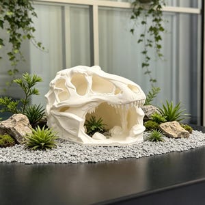 Può includere: Una scultura di teschio di dinosauro bianco con una struttura scheletrica dettagliata. La scultura è circondata da piccole piante verdi, rocce e ciottoli grigi, creando una scena di giardino in miniatura. Il teschio è il punto focale.