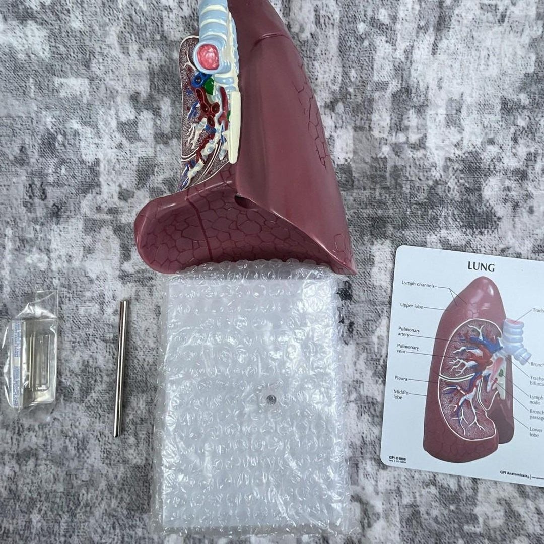 Vtg GPI Anatomical Lung Model – 3D Cross-section Teaching Model W ...