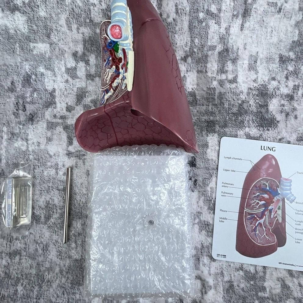 Vtg GPI Anatomical Lung Model – 3D Cross-section Teaching Model W ...