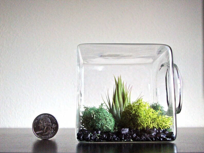 Unique Christmas Gift Air Plant Eco Glass Cube Modern Air Plant Terrarium Cube Modern Home Decor Unique Gift for Men and Women