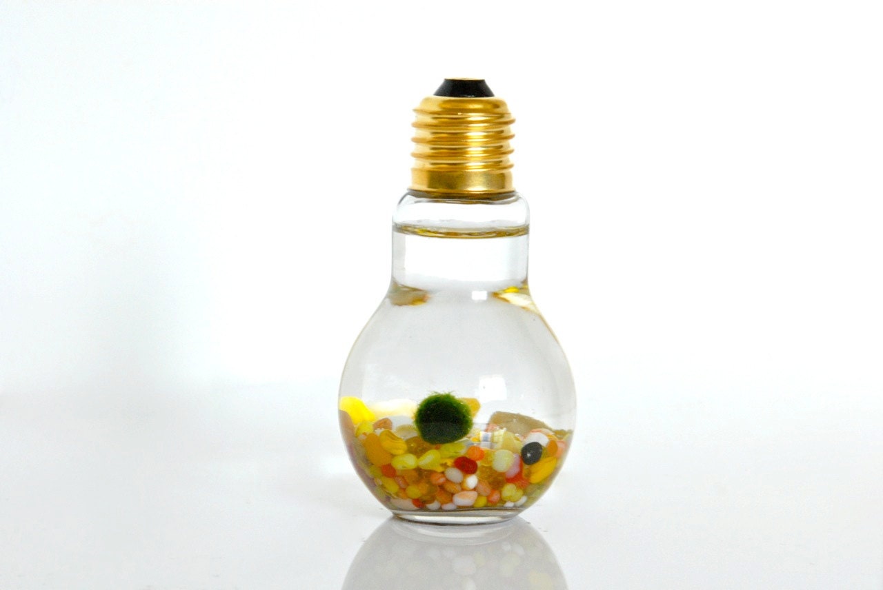 Unique Marimo Moss Ball Light Bulb Aquarium // Homemade Gift Etsy