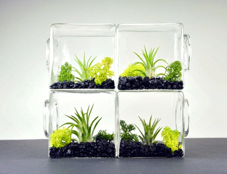 Unique Christmas Gift Air Plant Eco Glass Cube Modern Air Plant Terrarium Cube Modern Home Decor Unique Gift for Men and Women