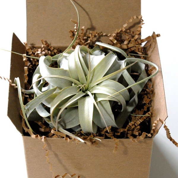 Xerographica Air Plant Gift Set -- the King of Air Plant Tillandsia Xerographica, Air Plant Gift Box, Wrapped and Ready for Gift Giving!