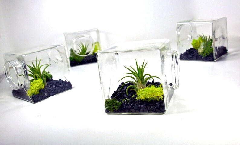 Unique Christmas Gift Air Plant Eco Glass Cube Modern Air Plant Terrarium Cube Modern Home Decor Unique Gift for Men and Women
