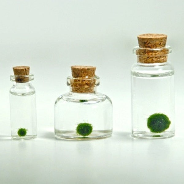 A Family of 3 Assorted Sizes of Miniature Marimo Moss Ball Bottles - Super Mini Bottles, Dollhouse Miniature Bottles, Christmas Gift Ideas