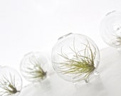 Four Air Plants in Bubbles / Air Plant Micro Terrariums, Air Plant Eco Orbs, Blown Glass Orb Vases, Air Plant Blown Glass Sphere Terrariums